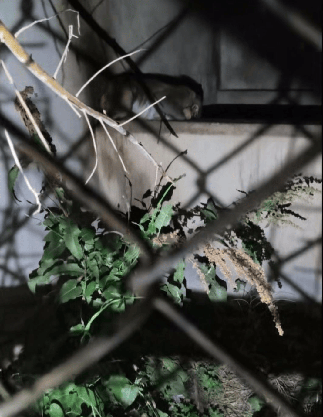 费城联II队vs奥兰多城B队_“废弃动物园”的一只猴子与两只豪猪费城联II队vs奥兰多城B队，被改变的命运背后｜红星特稿