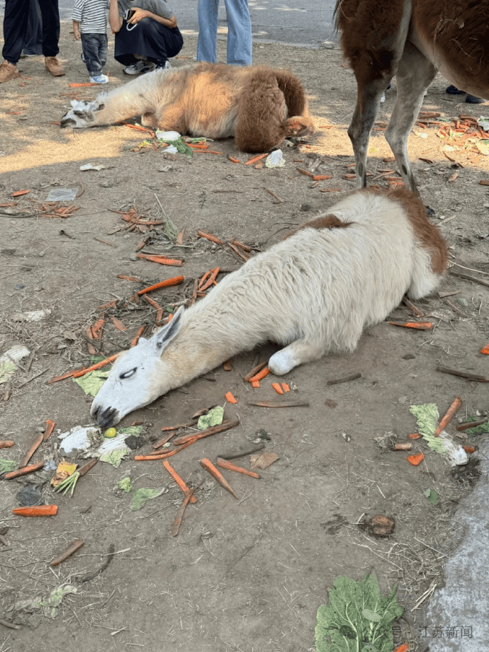 孟菲斯灰熊vs波士顿凯尔特人_游客过度投喂孟菲斯灰熊vs波士顿凯尔特人，羊驼被喂到倒地翻白眼