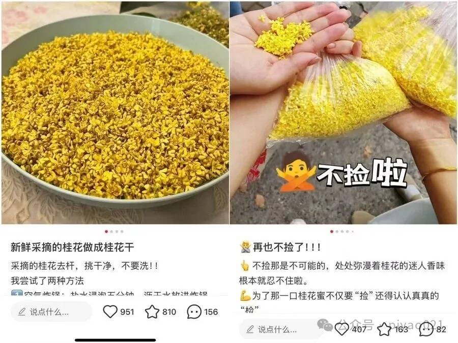 皇冠信用网会员
_这两天皇冠信用网会员
,上海满城都是!千万不要随便吃,容易中毒……