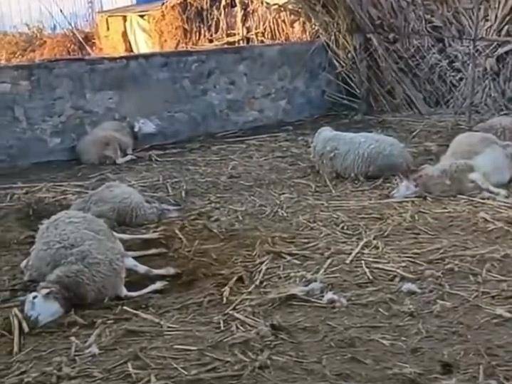 皇冠信用网登3代理
_辽宁一农户17只羊一夜之间被不明生物咬死皇冠信用网登3代理
,警方回应